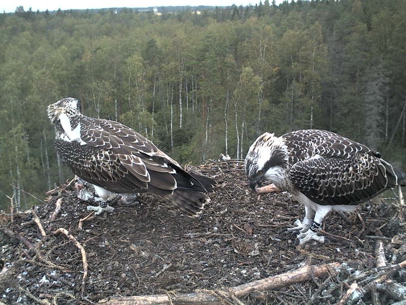 Osprey's nest in Estonia livestream - Page 15 2012-022