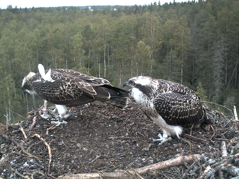 Osprey's nest in Estonia livestream - Page 15 2012-023