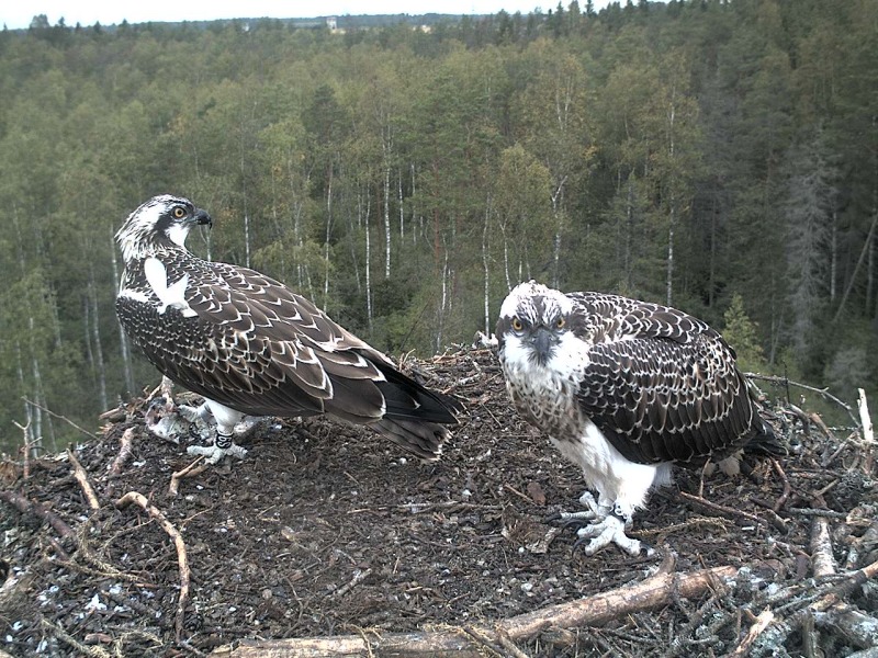 Osprey's nest in Estonia livestream - Page 15 2012-024