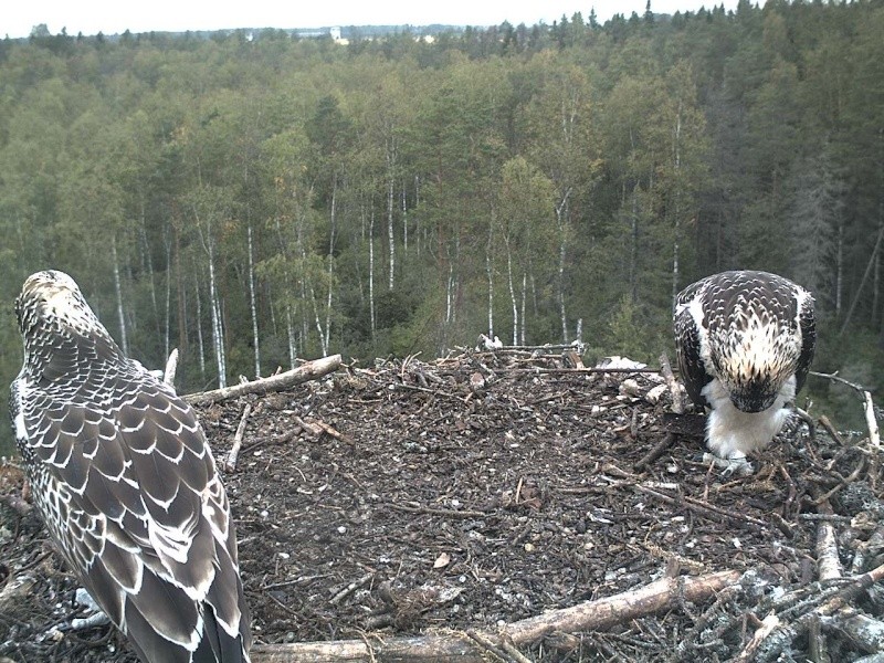 Osprey's nest in Estonia livestream - Page 15 2012-026