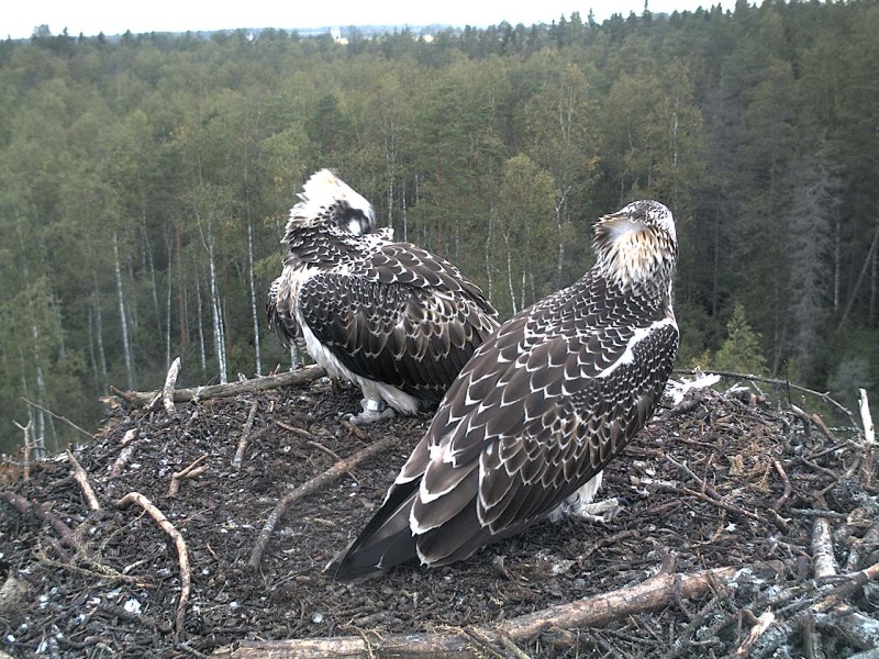 Osprey's nest in Estonia livestream - Page 16 2012-038