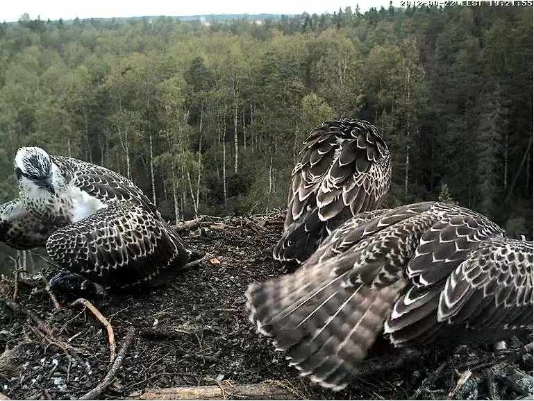 Osprey's nest in Estonia livestream - Page 16 5k8slk10