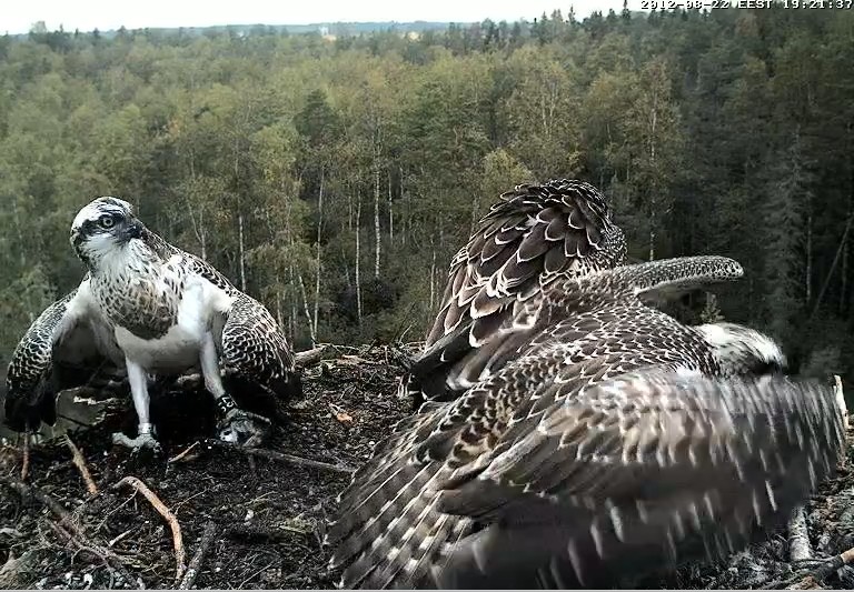Osprey's nest in Estonia livestream - Page 16 Kuva5310
