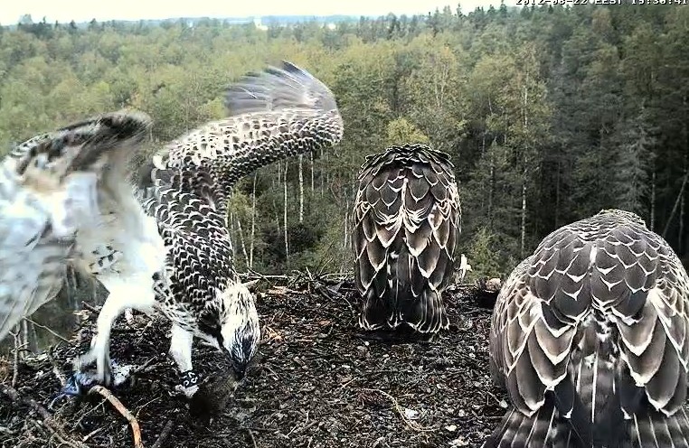 Osprey's nest in Estonia livestream - Page 16 Kuva5311