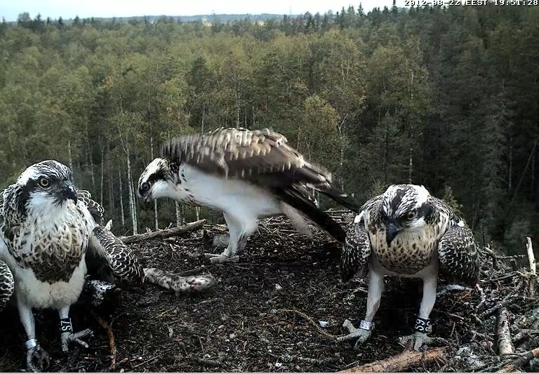 Osprey's nest in Estonia livestream - Page 16 Kuva5313