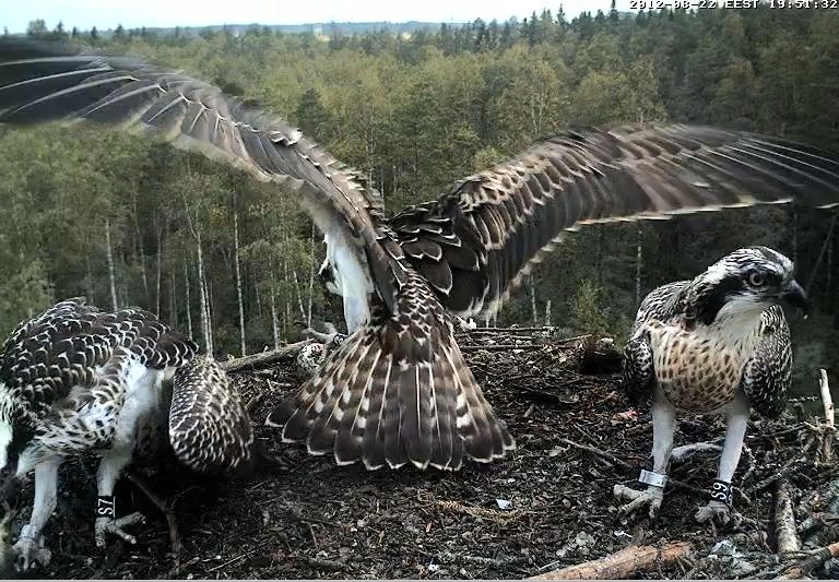 Osprey's nest in Estonia livestream - Page 16 Kuva5314
