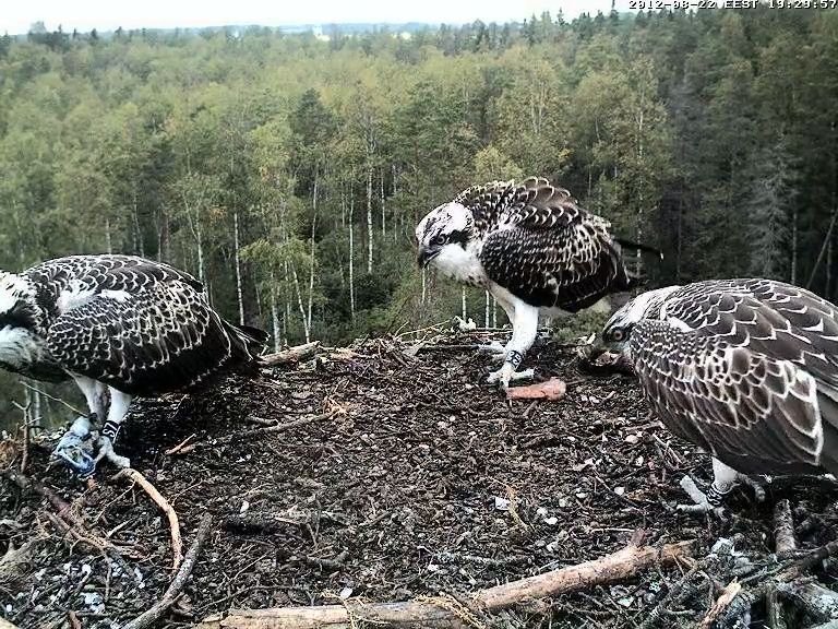 Osprey's nest in Estonia livestream - Page 16 Vlcsna10