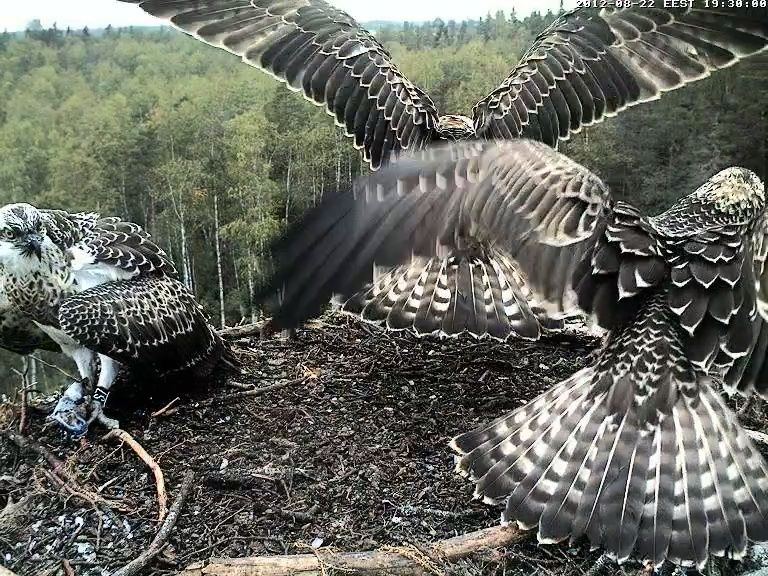 Osprey's nest in Estonia livestream - Page 16 Vlcsna11