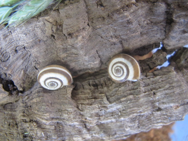 mes escargots Img_0510