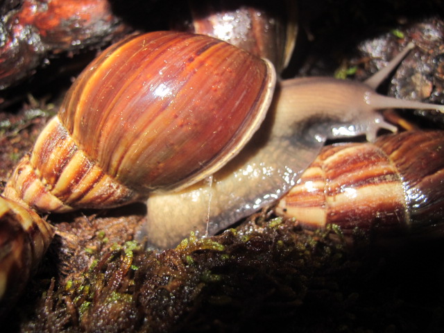 mes escargots Img_0810
