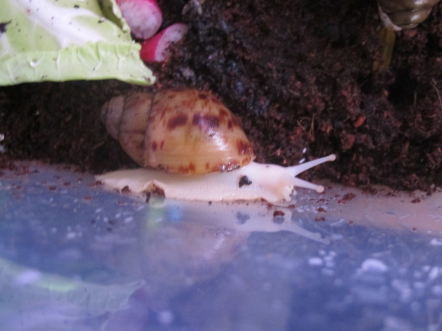 mes escargots Img_0814
