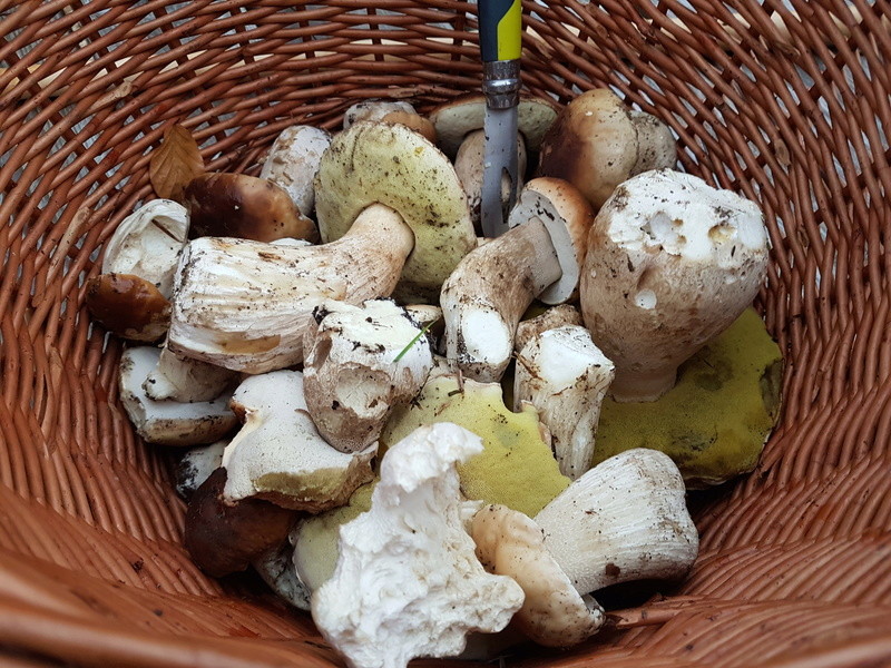 Champignons  20170928