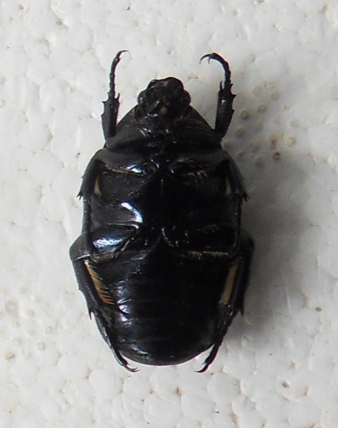 Hybride de Cetoniidae Sdc14316