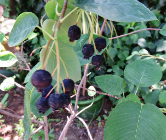 Amelanchier ovalis - amélanchier Amylan10