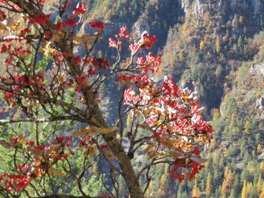Sorbus aria - Aria edulis - alisier blanc Automn16