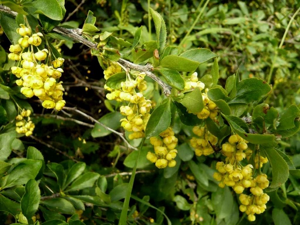 Berberis vulgaris - épine-vinette Berber11