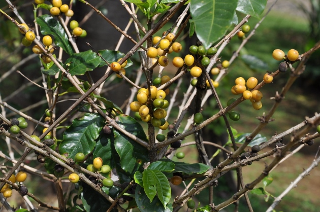 Clématis Armandii, Loropetalum chinense, Bougainvillea, Rosa banksiae, Coffea arabica [Devinettes] Costa_15