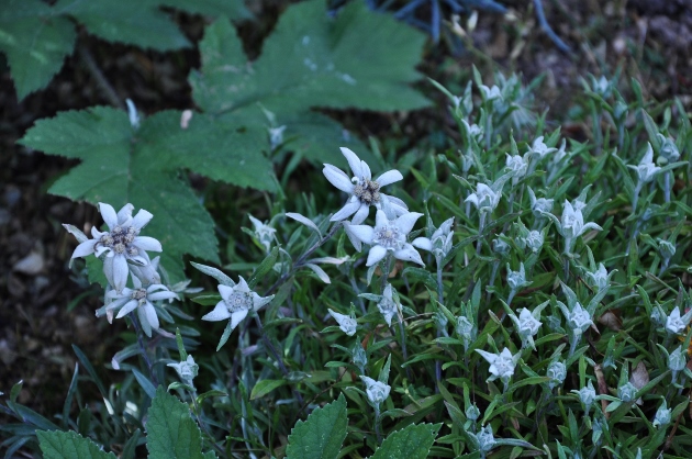 Leontopodium nivale subsp. alpinum - edelweiss  Edelwe11