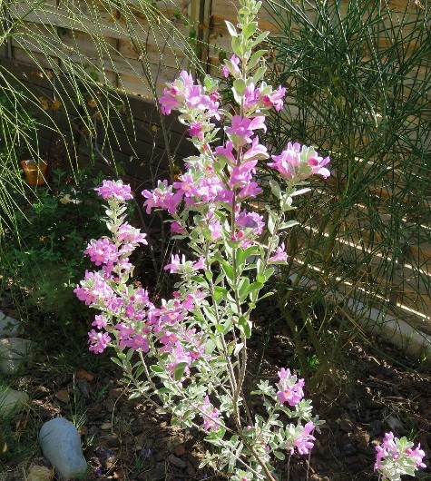 encore des beaux jours au jardin - Page 2 Img_6812