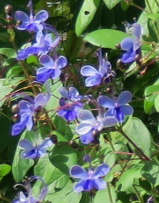 encore des beaux jours au jardin - Page 2 Img_7012