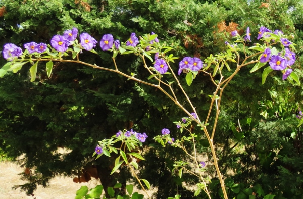 encore des beaux jours au jardin - Page 2 Img_7014