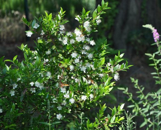 La Myrte, plante méditerranéenne Juille15