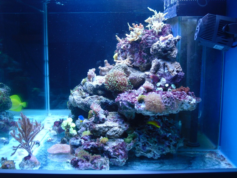 karlito's reef 2 Cimg6411