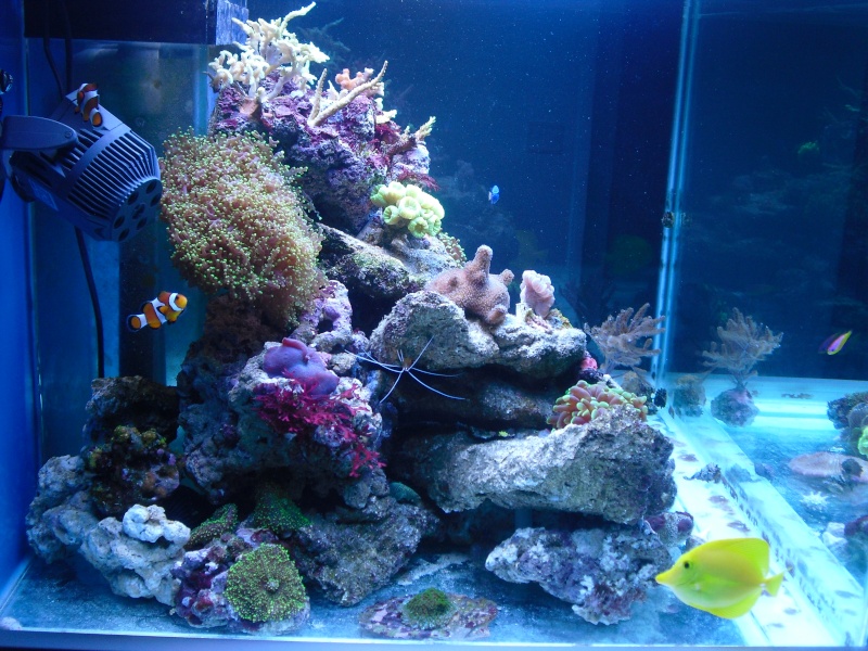 karlito's reef 2 Cimg6412