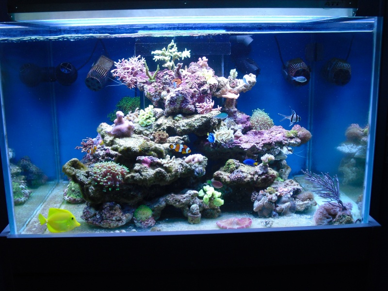 karlito's reef 2 Cimg6513