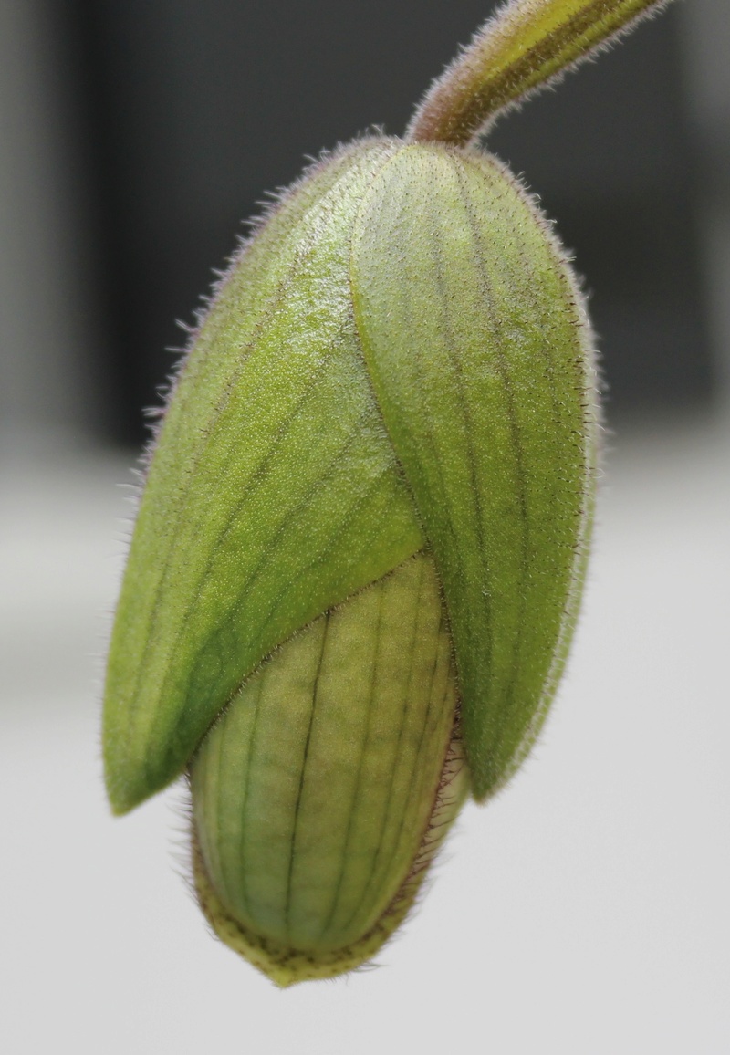 Paphiopedilum parnatanum Paphio14