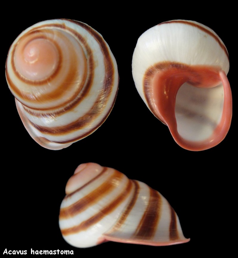 Acavus haemastoma (Linné,1758) Acavus11