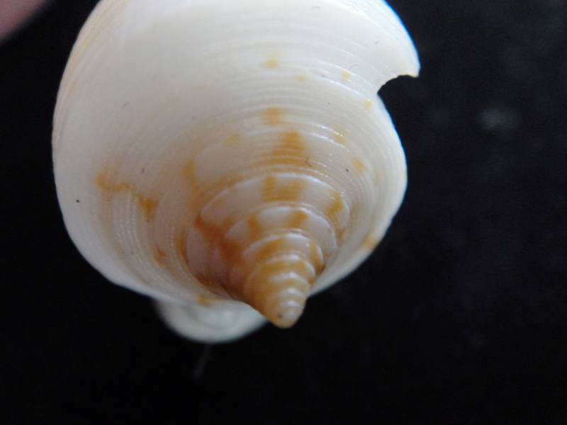 Conus (Phasmoconus) lovellireevei   Raybaudi,  1993 voir Conus (Phasmoconus) asiaticus lovellreevei Dsc04011