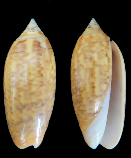 Oliva oliva (Oliva) Linnaeus, 1758 Oliva_11
