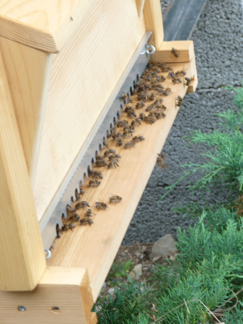 ABEILLES  APICULTURE Image11