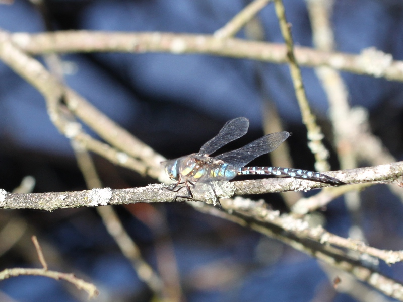 [Divers] Libellules d'octobre Img_5512