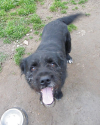 Earl, geb. ca. 2005, Schnauzermix Nv510