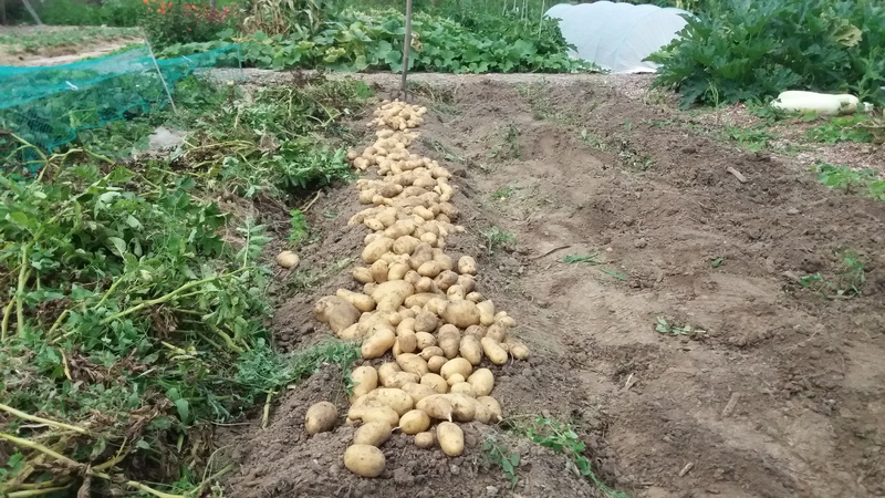 plants de patates - Page 15 20170844