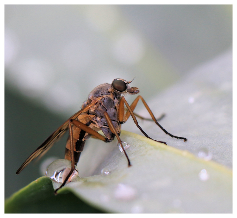 Petit tour matinal au jardin Mouche10