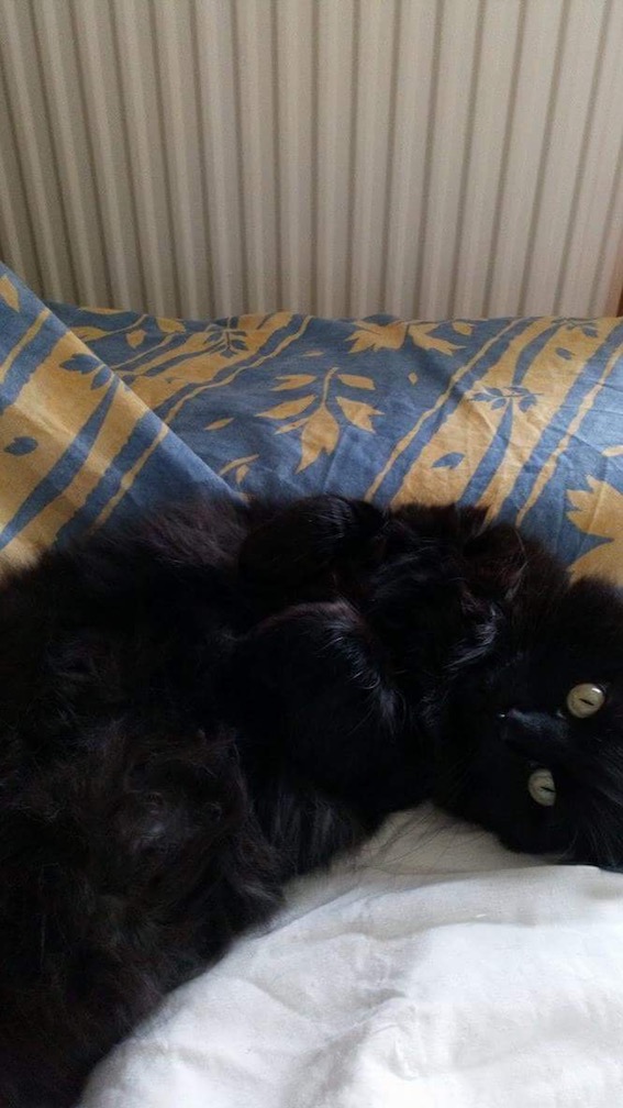 Grimly, adorable chatte noire poils mi-longs 8 ans (62) Img_4711