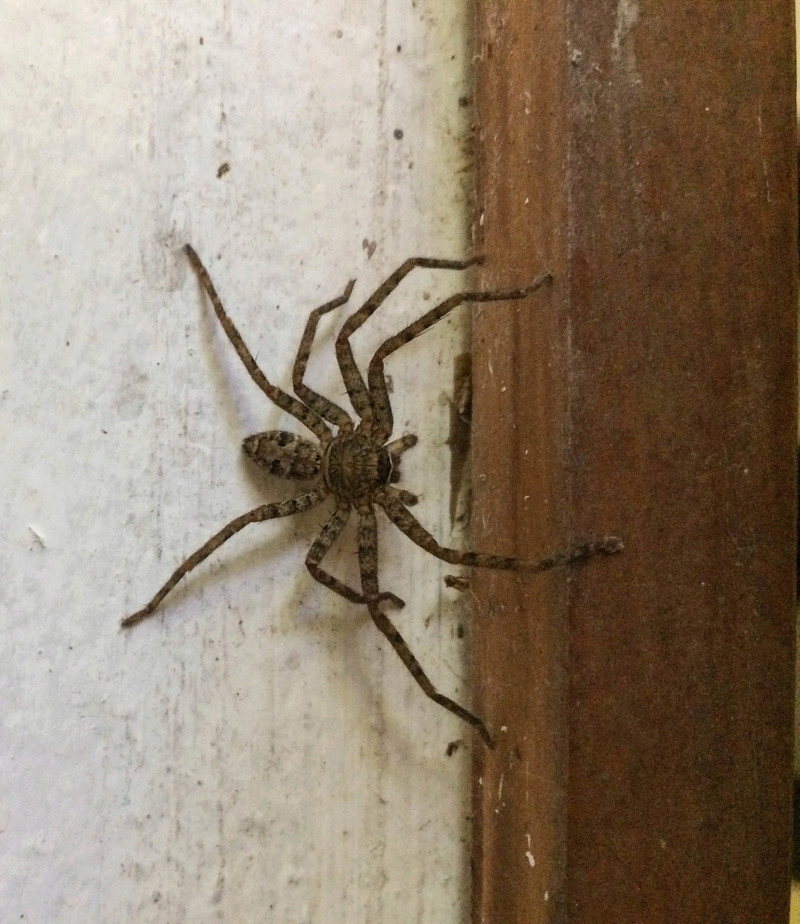 Polynésie française Arachn10