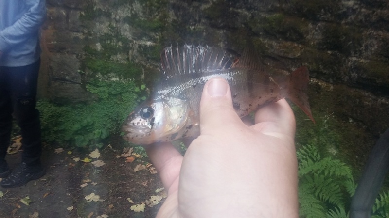 Texas rig fishing on Romiley canal 20170846