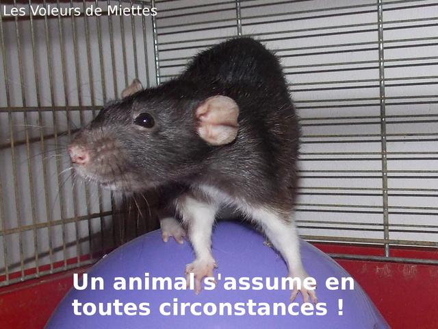 Trouvé: rat sur Montpellier Rscn3310