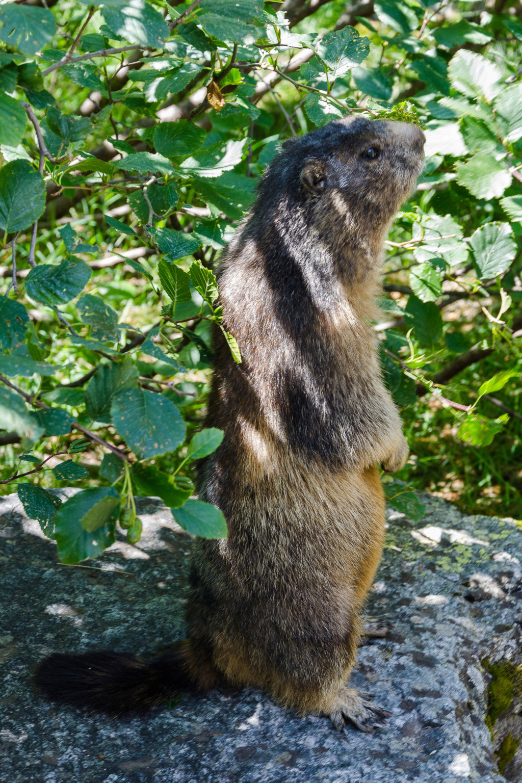 Marmotte  Dsc_8410