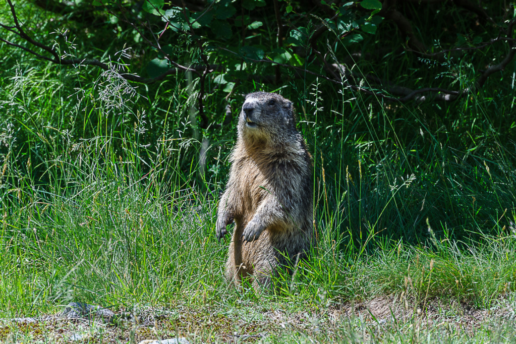 Marmotte 2 Dsc_8413