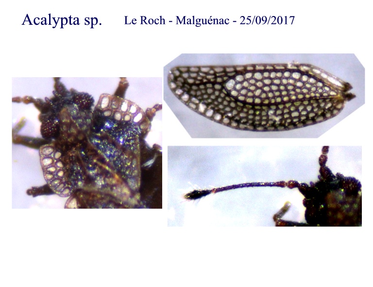[Acalypta parvula] microréticulé?[Acalypta sp.] Acalyp10