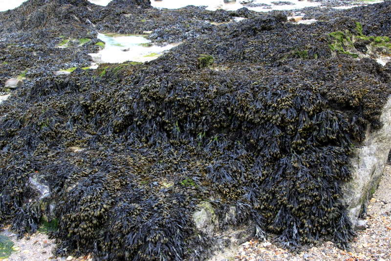 Des algues... tout simplement  - Page 2 Algues10
