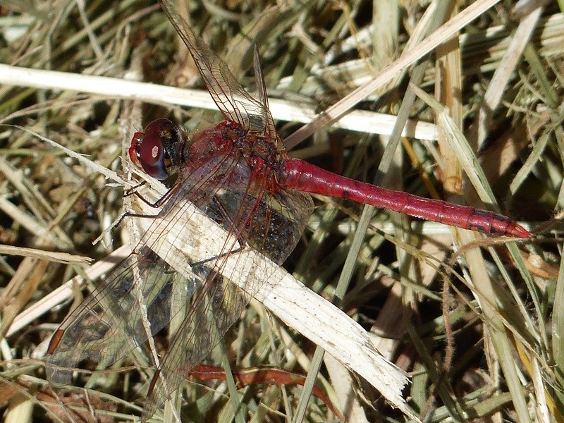 [Sympetrum fonscolombii] Sympetrum fonscolombie??? P1130610