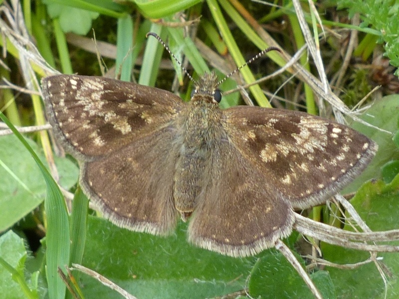 Erynnis tages P1140510