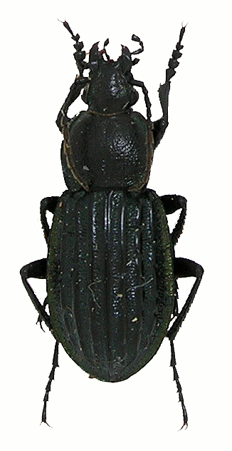 Hemicarabus nitens L. f.i. niger Sem., 1886 Dscn3711