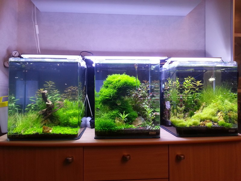 3x30L spé crevettes TWB, TWBM SS , sakuras... 20130117